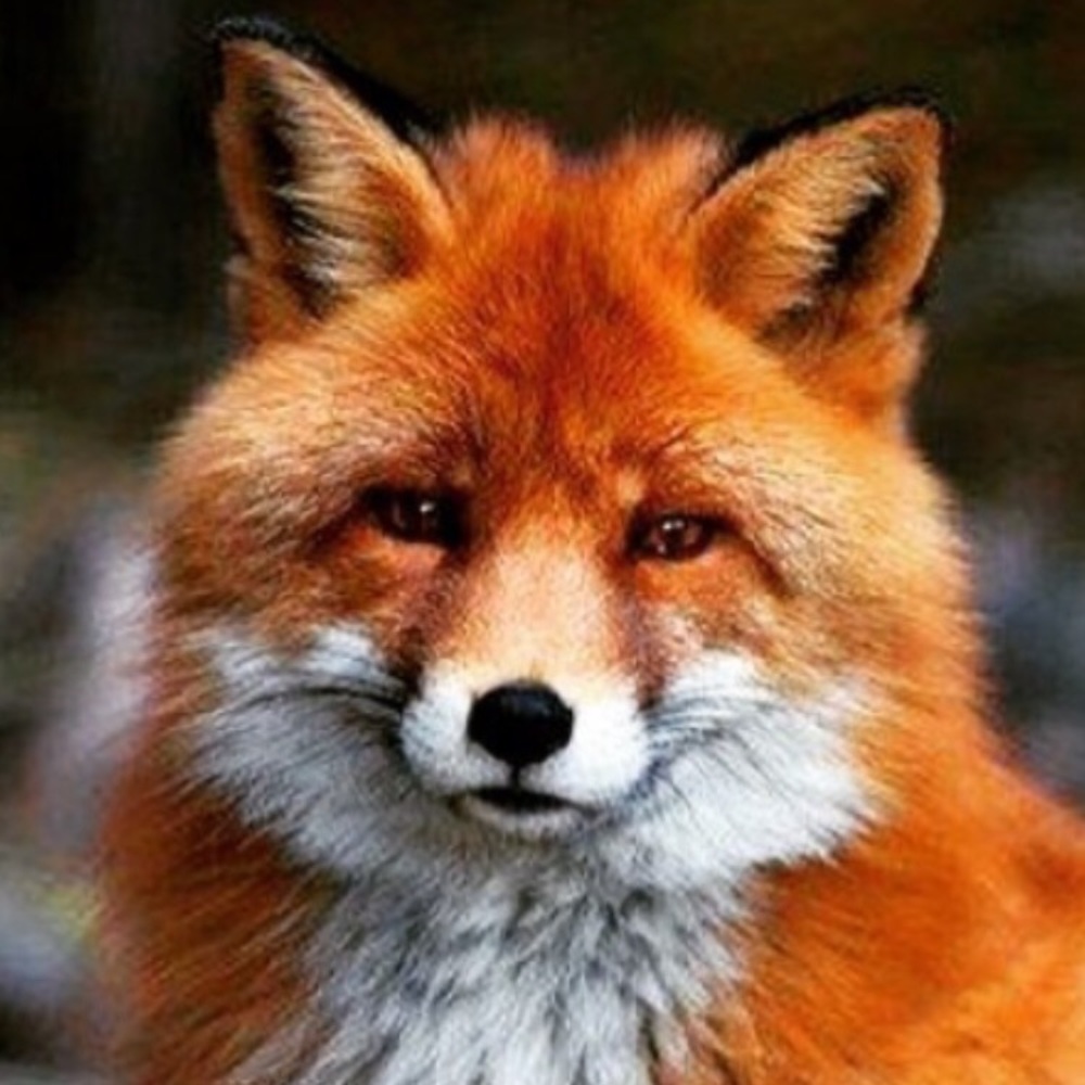 Meet your Posher, Dina